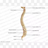 脊柱棘间韧带人骨骼-骶骨