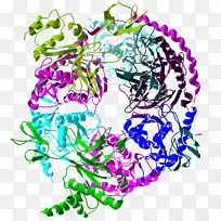外显子复合体RNA蛋白复合物外显子酶细胞