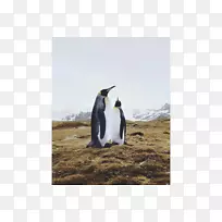 企鹅王-企鹅