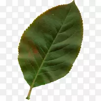秋叶色植物剪贴画-叶