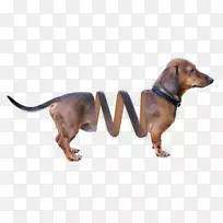 dachshund slinky狗图像文件格式.玩具
