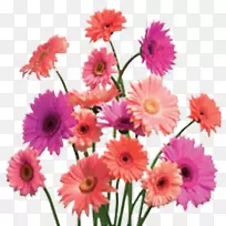 桌面壁纸普通雏菊剪贴画花洒
