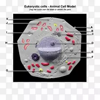 植物细胞真核生物Cèl·Lula动物解剖