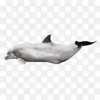 图库溪普通宽吻海豚海洋海豚
