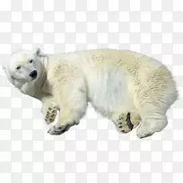 北极北极熊看护动物-北极熊
