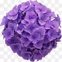 花卉设计紫色法国绣球花剪贴画