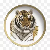 西伯利亚虎猫科画白虎
