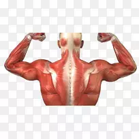 人体背部解剖肌肉系统-肌肉解剖