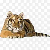 猫狮，孟加拉虎，白虎，桌面壁纸-猫