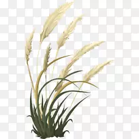 草本植物-植物茎草