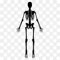 人体骨骼剪贴画-骨骼