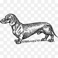 达克斯犬，英国猎犬，苏格兰猎犬，母亲节小狗