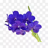 兰花剪花脚本字体-花蓝色