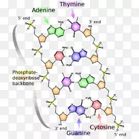核酸的氢键分子结构：脱氧核糖核酸结构核酸双螺旋DNA