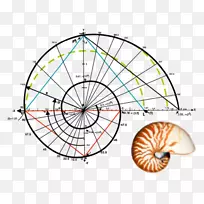 斐波那契数黄金比率金螺旋数学-数学