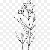 植物茎画花画-花