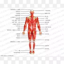 智人肌肉、神经、人体血管-手臂