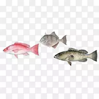 石斑鱼国际猎鱼协会-鱼类