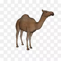 垂线图像文件格式光景-斋月骆驼