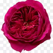 花园玫瑰花粉红色玫瑰