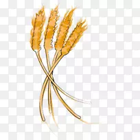 禾本科粮食作物-小麦胚芽