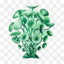 绿藻髋臼剪贴画-植物