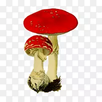 木耳蘑菇