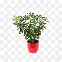 玉器植物，室内植物，摄影，皇家-免费花盆-花束