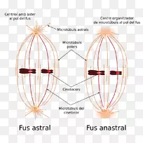 纺锤体装置有丝分裂微管运动-fusé；e