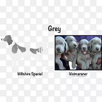 威玛拉纳犬繁殖运动犬鼻子-贵宾犬