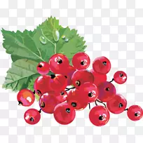 红醋栗黑莓剪贴画-蔓越莓