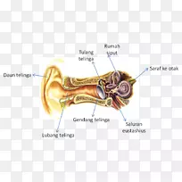 听觉智人感觉神经系统-耳朵