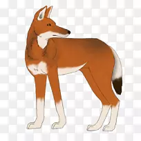 红狐狗埃塞俄比亚狼画狗
