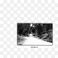 纸地段画框树木长方形-乡村道路
