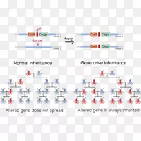 基因驱动遗传学CRISPR基因工程