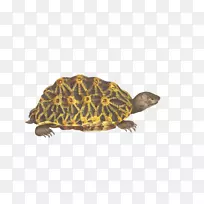 盒龟爬行动物剪贴画-海龟