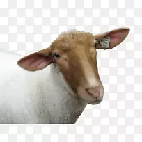 羊羊