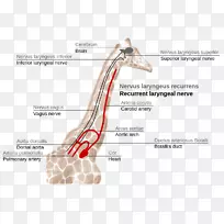 长颈鹿解剖喉返神经脑喉-胃肠道