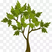 枝星木兰树