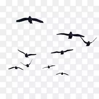 鸟类飞行剪贴画-鸟