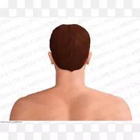 肩部染发剂-头和颈