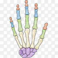 人骨骼腕骨指骨手