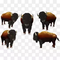 牛牛角陆生动物美洲野牛