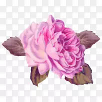 甘蓝玫瑰花园玫瑰粉红色切花艺术花