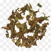 尼尔吉里茶铁观音茶树-植物