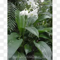 百合花(Eucharis Amazonica)亚马逊百合花(Lilium lírio-do Amazona-花)