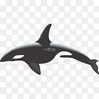 虎鲸，白喙海豚，头盖骨，剪贴画-虎鲸