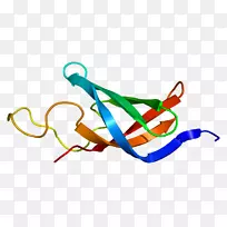 rna聚合酶dna结合蛋白ybox结合蛋白1基因核酸序列