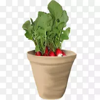 春绿园萝卜草本胡萝卜植物