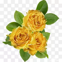 花园玫瑰，卷心菜，玫瑰花，黄色剪贴画-绣球玫瑰